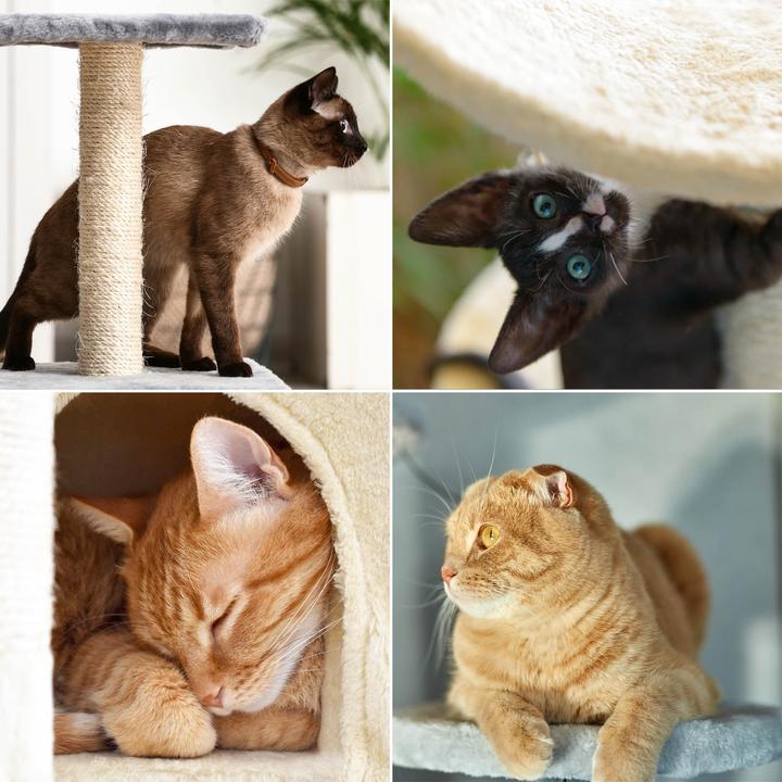Actual product image Fudajo Cat Tree Light Grey Scratching Tree 134cm High Climbing Tree with Cat House and Hammock (134 cm, Light grey, Blue)