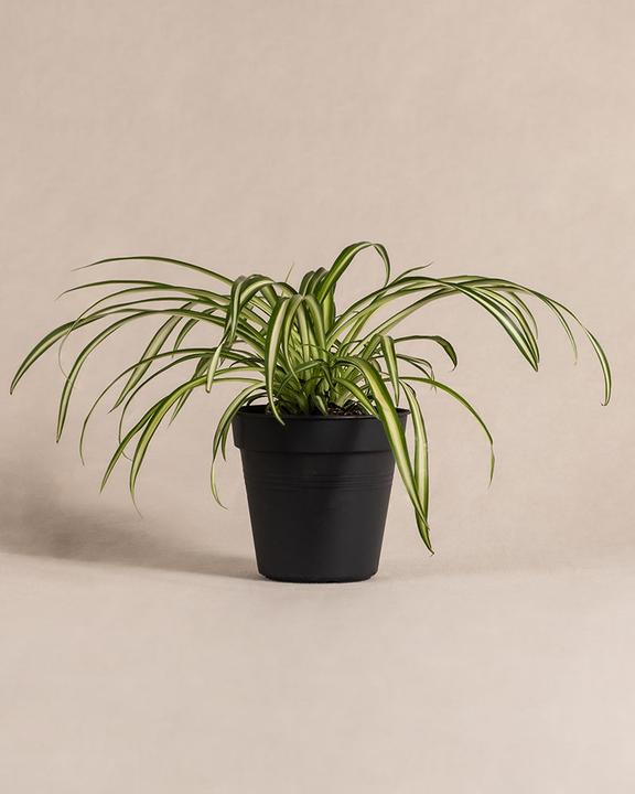 feey Grünlilie (25 cm, Freshly repotted)
