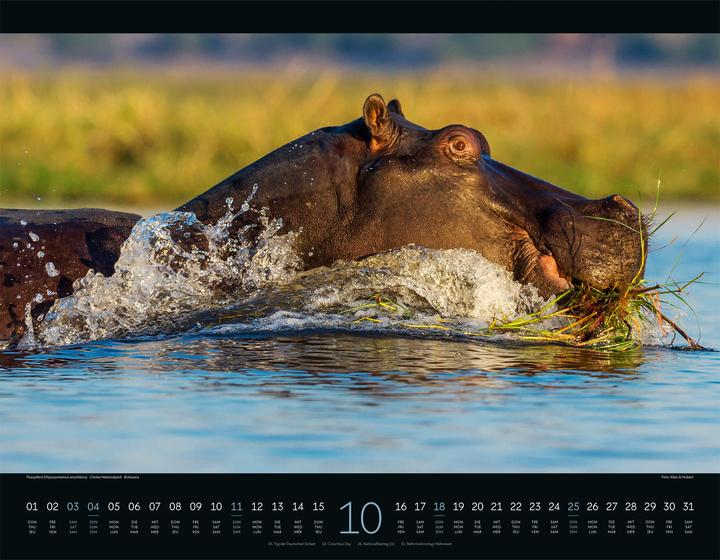 Immagine prodotto Wildes Afrika Kalender 2026 (54 x 42 cm, Copertina rigida, Inglese, Francese, Tedesco)