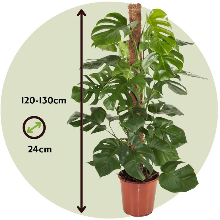 Immagine prodotto Plant in a Box Monstera Deliciosa - Maschera di scimmia su bastoncino (130 cm)