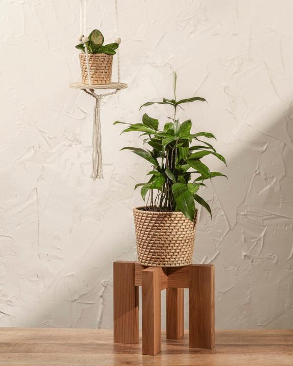Produktbild feey Bambus-Drachenbaum (55 cm, Frisch umgetopft)
