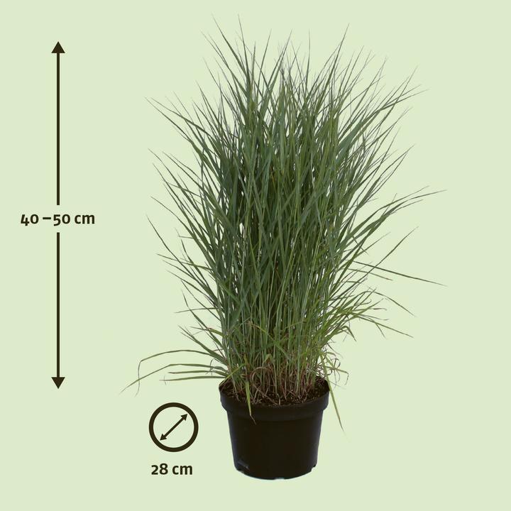 Actual product image Zulauf Switchgrass / Panicum virgatum Prairie Sky (40 cm)