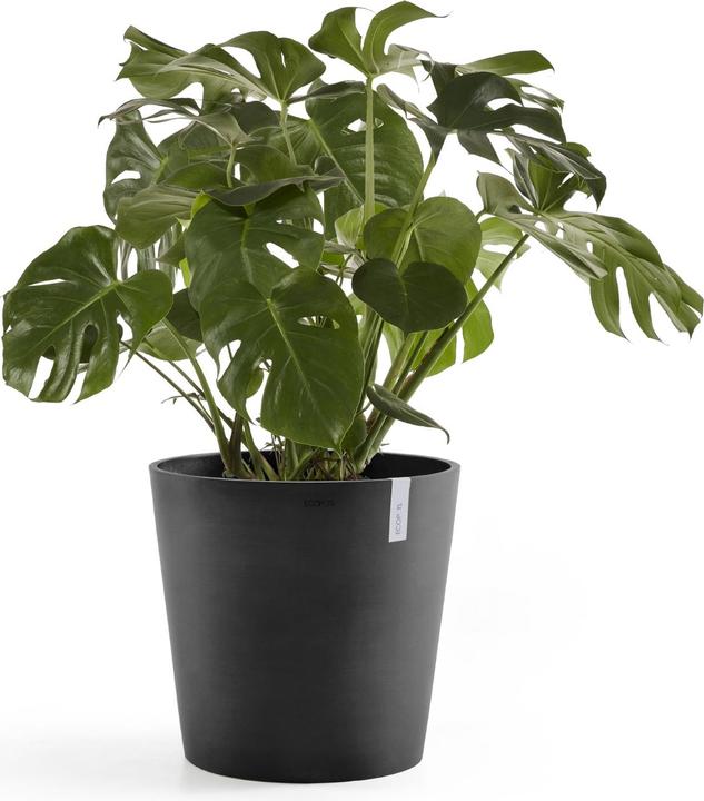 Actual product image Ecopots Amsterdam (50 cm)