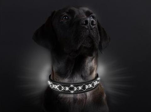 Produktbild Animal Light Leucht-Hundehalsband Beauty (M, Hund)