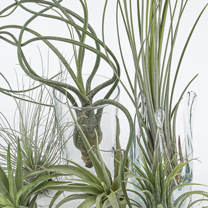 Immagine prodotto Kakteen Gautschi Tillandsia-Set 2 (25 cm)