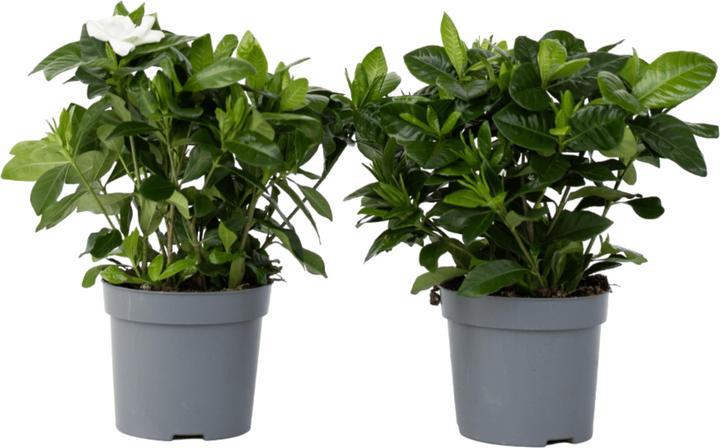 Actual product image Plant in a Box Gardenia Jasminoides (20 cm)