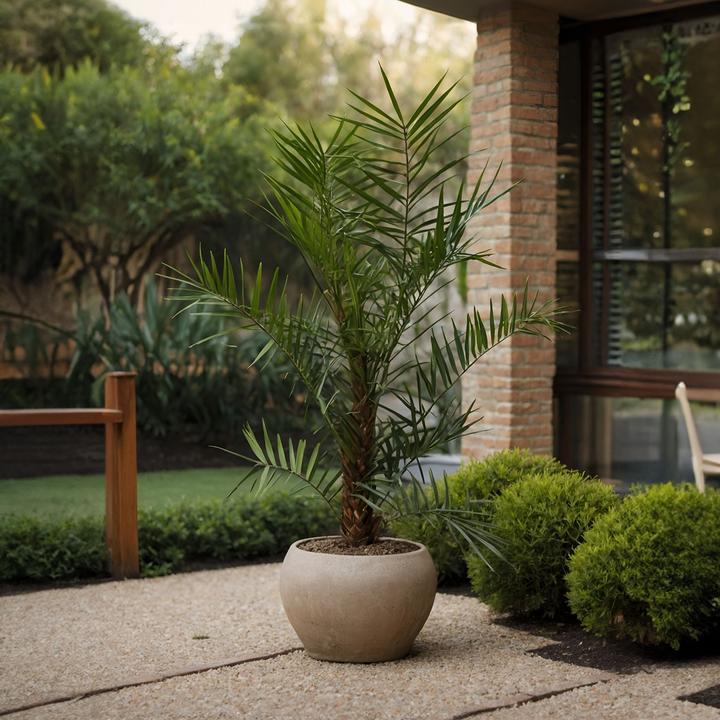 Immagine prodotto Plant in a Box Phoenix canariensis (80 cm)