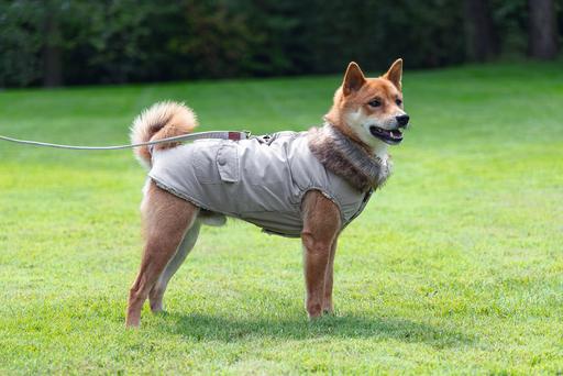 Immagine prodotto Designed by Lotte Cappotto per cani Philos (XXXL, Cappotto per cani)