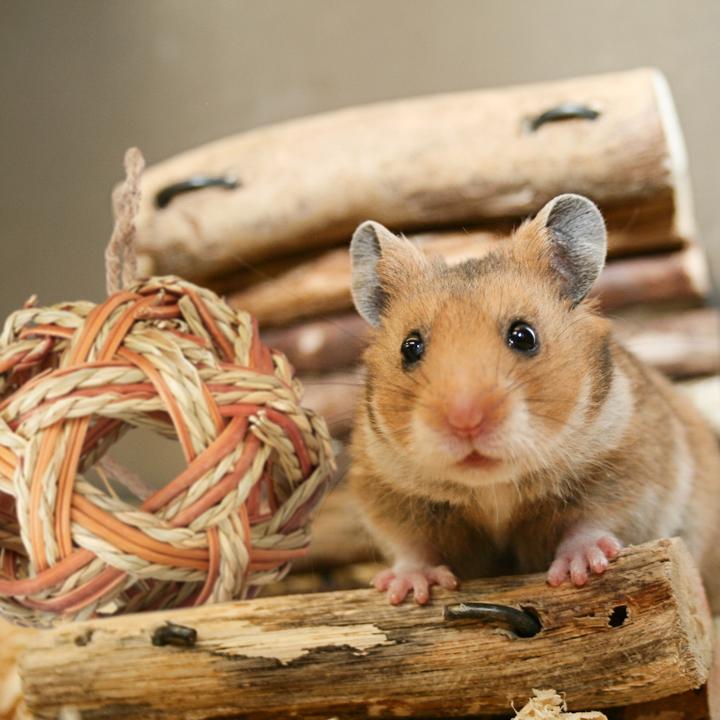 Image du produit Relaxdays Accessoires-hamster