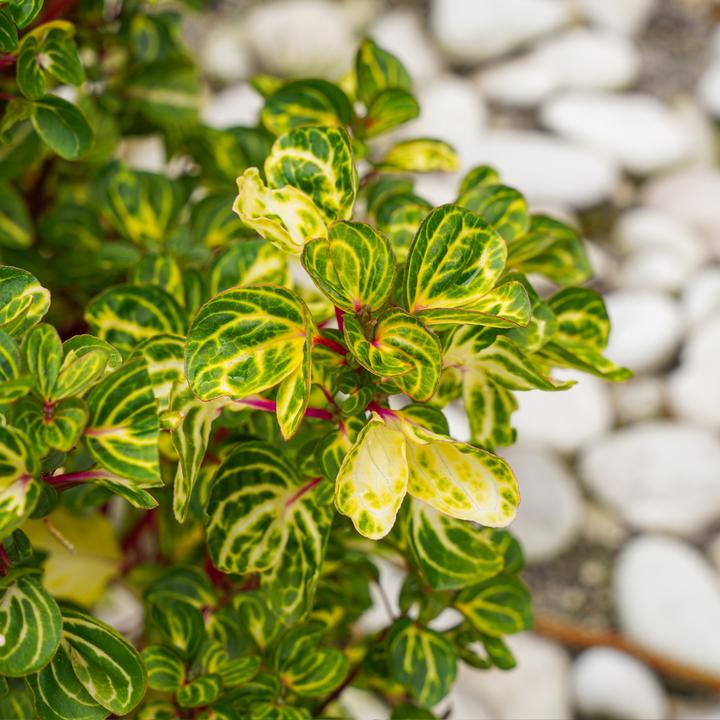 Immagine prodotto Plant in a Box Iresine Herbstii (20 cm)