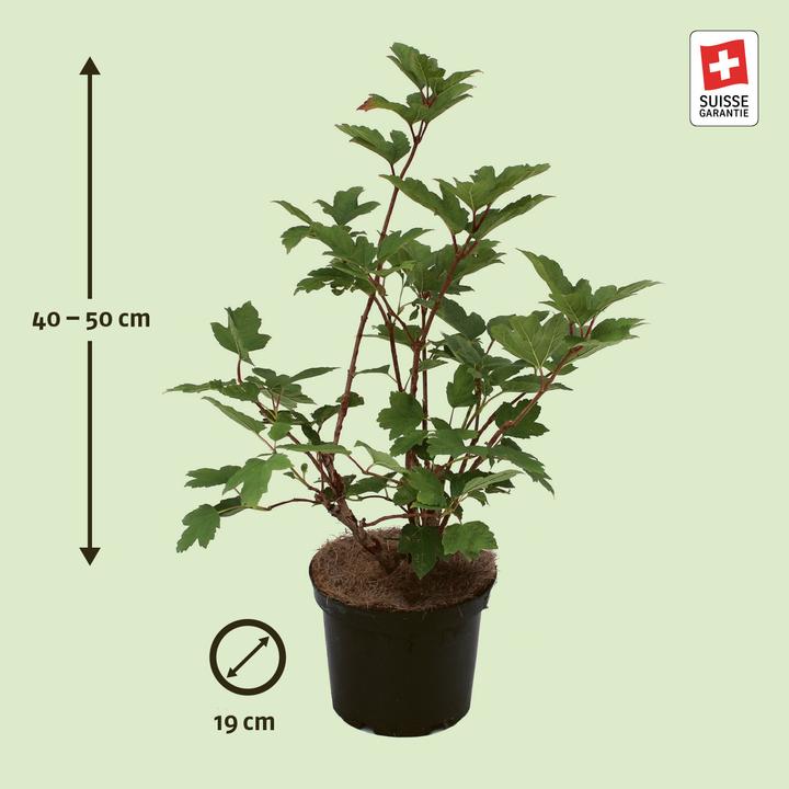 Produktbild Zulauf Gemeiner Schneeball / Viburnum opulus (50 cm)