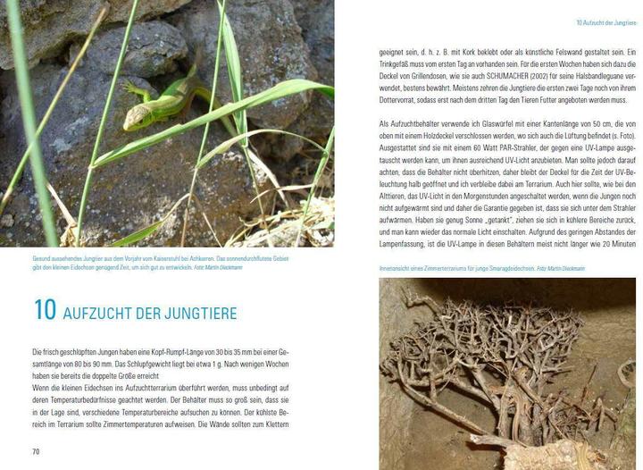 Actual product image Smaragdeidechsen Lacerta bilineata und Lacerta viridis (German, Martin Dieckmann, 2017)