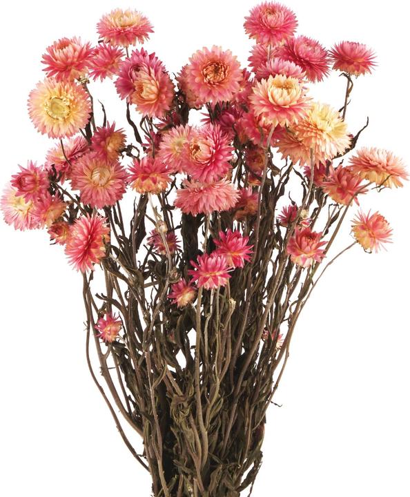 Pur und Prima Fleurs de paille, Helichrysum fleurs séchées, rose naturel (Fleurs séchées)