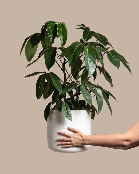 Produktbild feey Schefflera amate (105 cm, Frisch umgetopft)