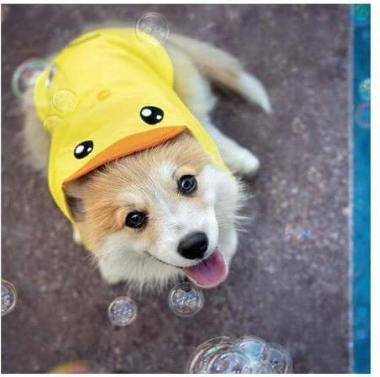 Immagine prodotto Croci Amtra anatra mackintosh 45 cm (45, Cappotto impermeabile per cani)