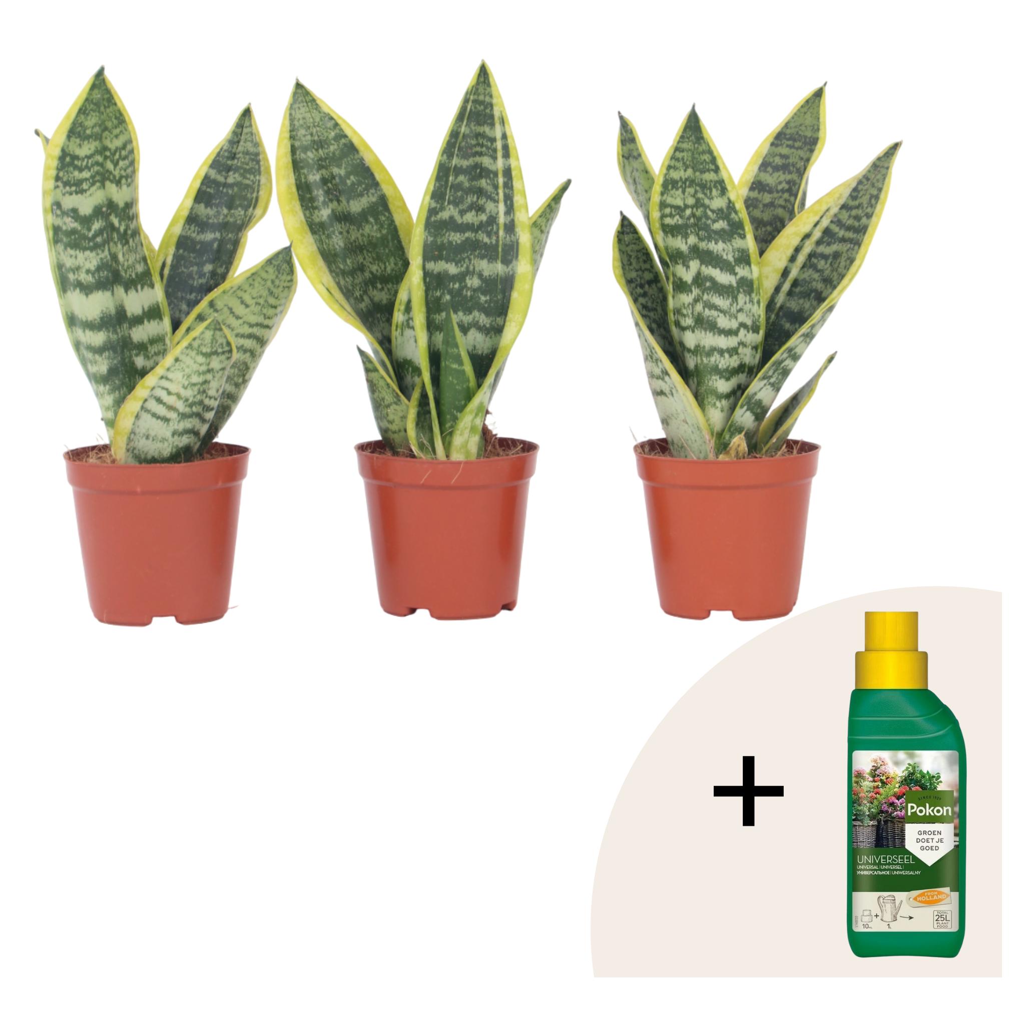 Set Da 3 Sansevieria Trifasciata (lingua Di Suocera) In Vaso Da 9cm, Altezza 20-25cm, Pianta Facile Per Ufficio E Casa - 3