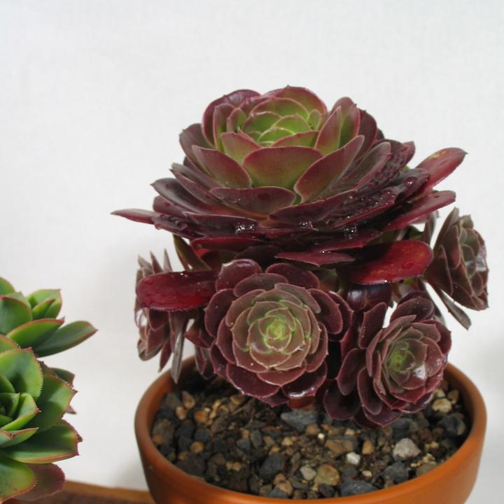 Produktbild Kakteen Gautschi Aeonium-Set (30 cm)