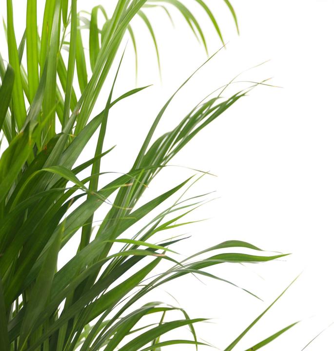 Immagine prodotto Plant in a Box Dypsis Lutescens - Palma da frutto d'oro Areca (60 cm)