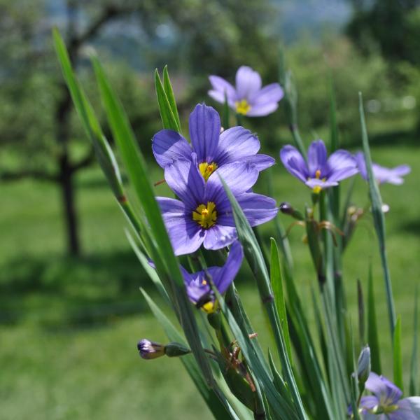 Produktbild Säntispracht 3 er Set, Die immergrüne Binsenlilie - Sisyrinchium angustifolium Lucerne (20 cm)