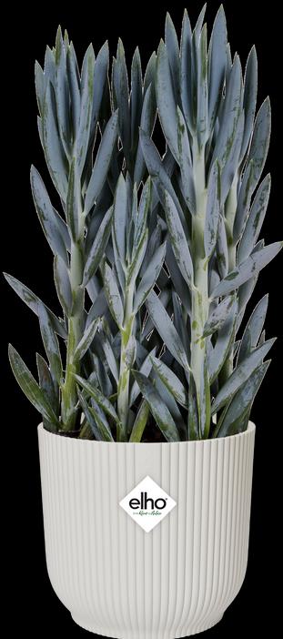 Produktbild Elho Vibes (29.50 cm)