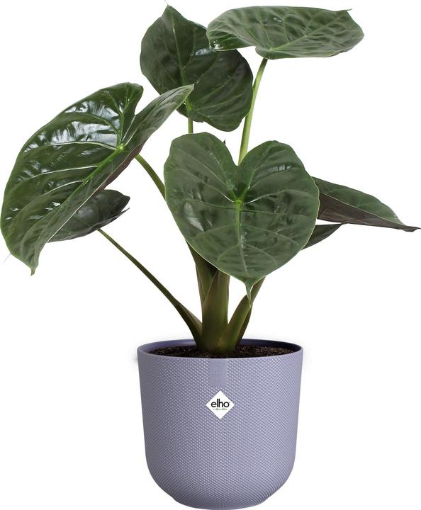 Image du produit Elho Jazz rond (26 cm)