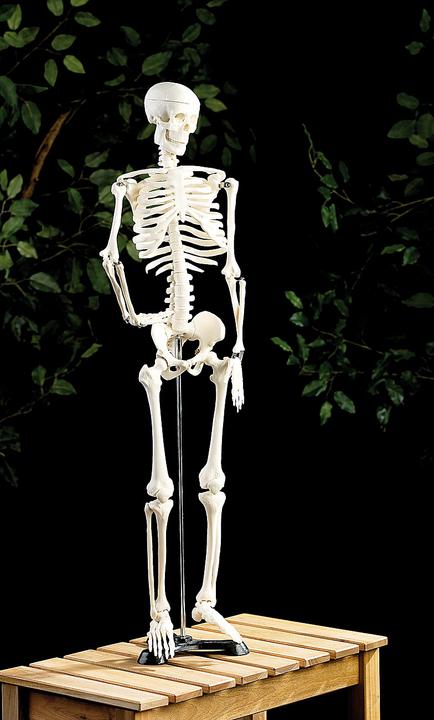 Immagine prodotto Newgen medicals Anatomia scheletrica (Francese, Italiano, Inglese, Tedesco)