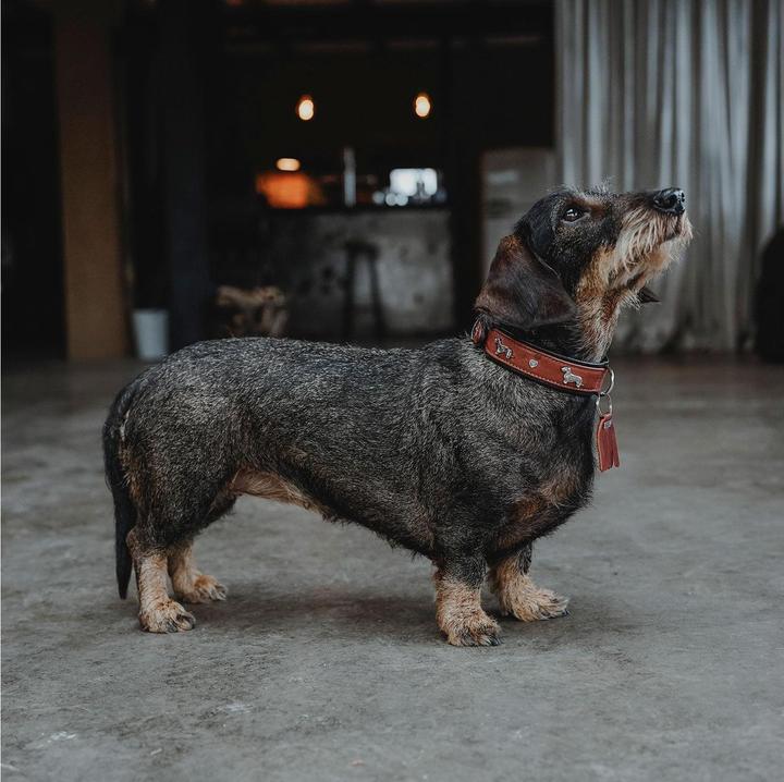 Actual product image Hunter Dachshund collar Munich 37/XS-S, cowhide leather (37, Dog, General)