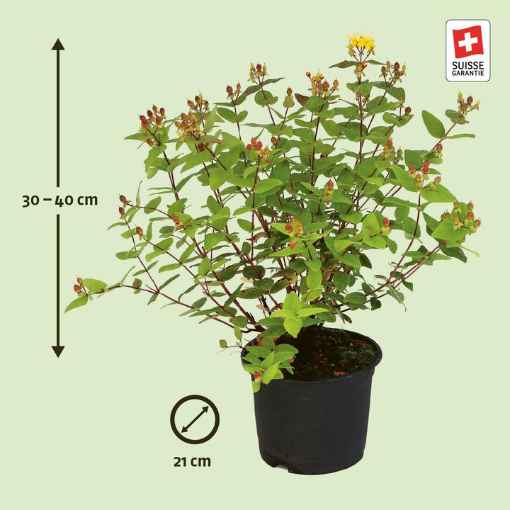 Actual product image Zulauf St John's Wort (30 cm)