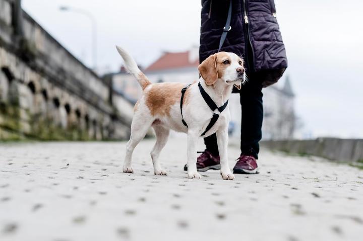 Immagine prodotto Chaba PROTEZIONE CINTURA CH L (P)35-60 (P)50-75X2,5CM NERO 5074 (L, Cane, Sport cane)