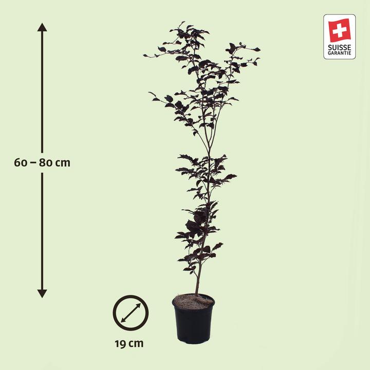 Image du produit Zulauf Blut-Buche / Fagus syl. 'Purpurea' (80 cm)