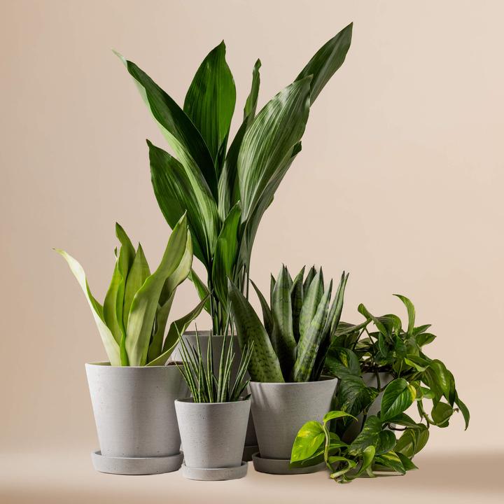 Mary and Plants Office Box Boîte à plantes avec pot HAY gris clair