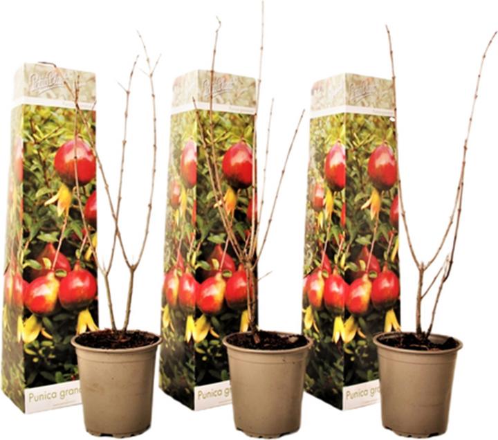 Actual product image Plant in a Box Punica Granatum - 3er Set Granatapfelbaum (25 cm)