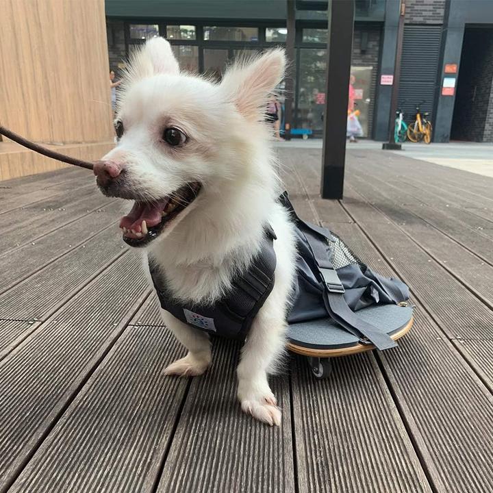 Produktbild DerYEP Gehhilfe für Hund und Katze (Katze, Hund, Waschbar, Waschmaschinenfest)