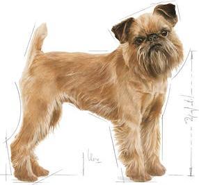 Immagine prodotto Royal Canin Cura dentale Mini (Adulto, 1 pz., 1000 g)
