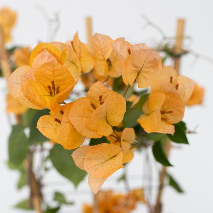 Image du produit Plant in a Box Bougainvillier 'Dania' - (50 cm)