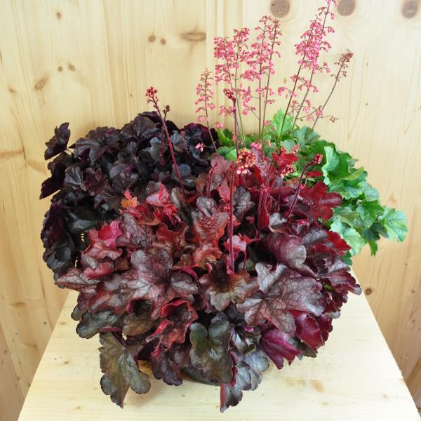 Image du produit Säntispracht Une violette à floraison automnale - Heuchera 'Mix (40 cm)