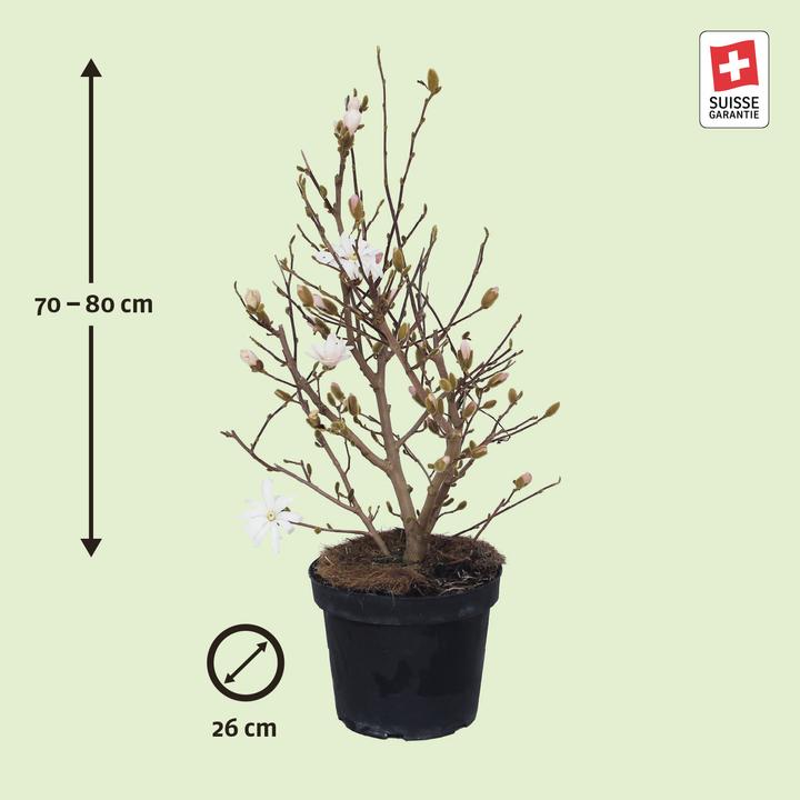 Produktbild Zulauf Stern-Magnolie / Magnolia stellata (80 cm)