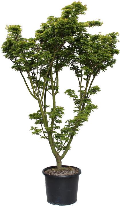 Immagine prodotto Zulauf Japanischer Fächer-Ahorn / Acer palmatum 'Shishigashira' (100 cm)
