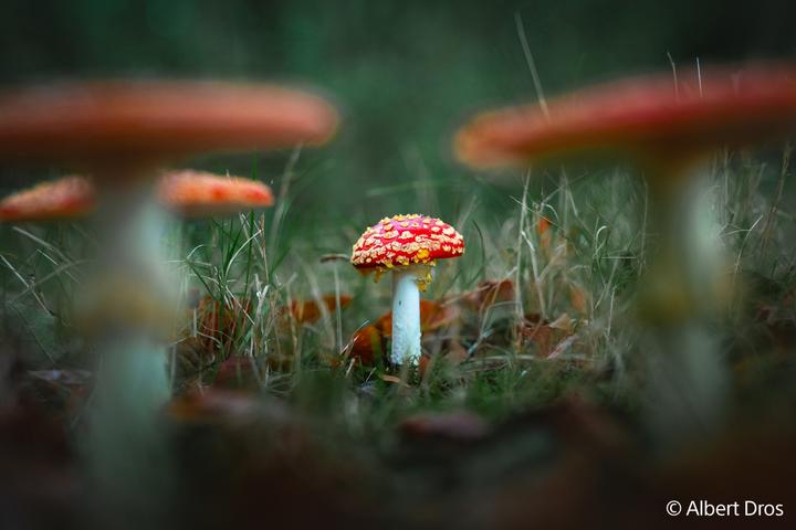 Produktbild Sony FE 28-70mm GM (Sony E, Vollformat)