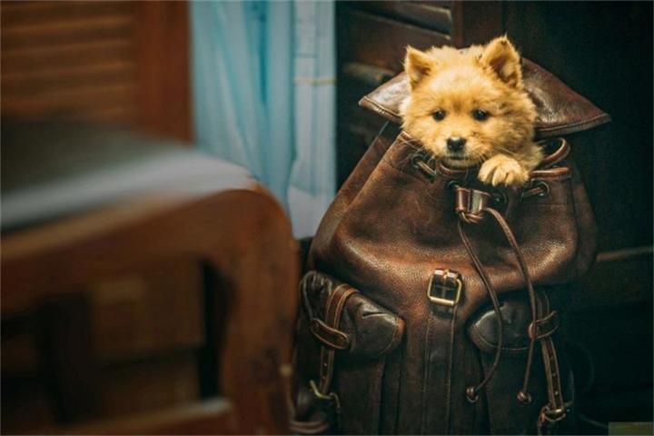 Image du produit Hachiko - Une amitié pour l'éternité! (Blu-ray, 2023, Allemand)