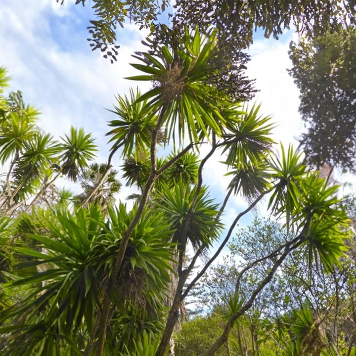 Immagine prodotto Tropica Cordyline - Giglio del club ( Cordyline indivisa ) (Semi di piante)