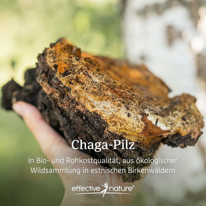 Actual product image Effective Nature Organic chaga mushroom powder from wild collection (1 Piece, Powder, 100 g)