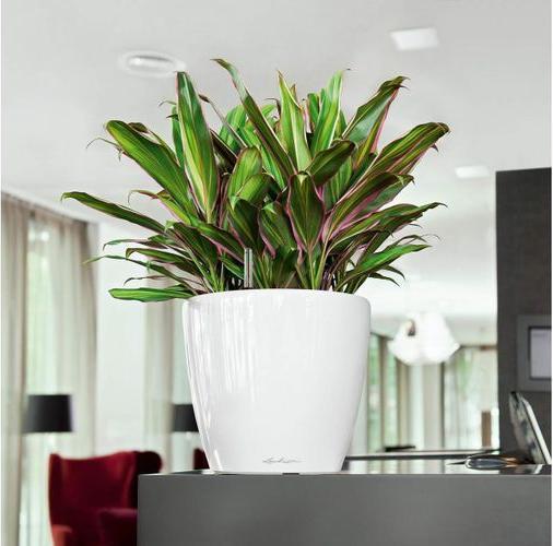 Actual product image Lechuza Classico (28.50 cm)