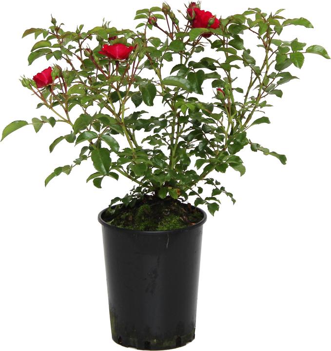 Actual product image Zulauf Rose (30 cm)