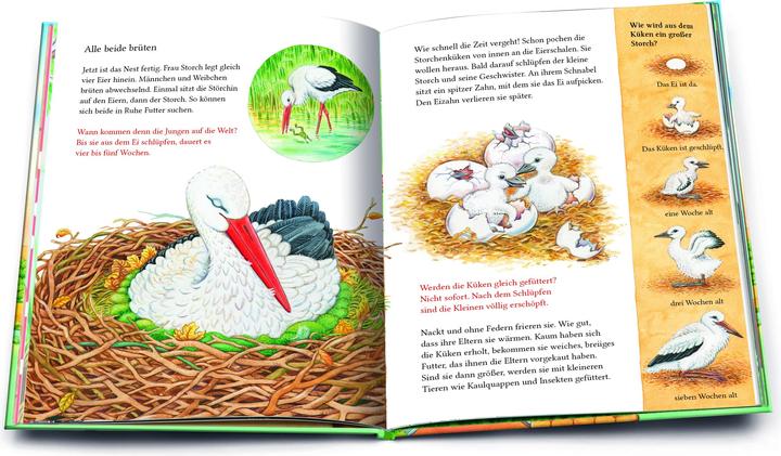 Actual product image Ein kleiner Storch wird gross. Eine Geschichte mit vielen Sachinformationen (German, Friederun Reichenstetter, Hans-Günther Döring, 2022)