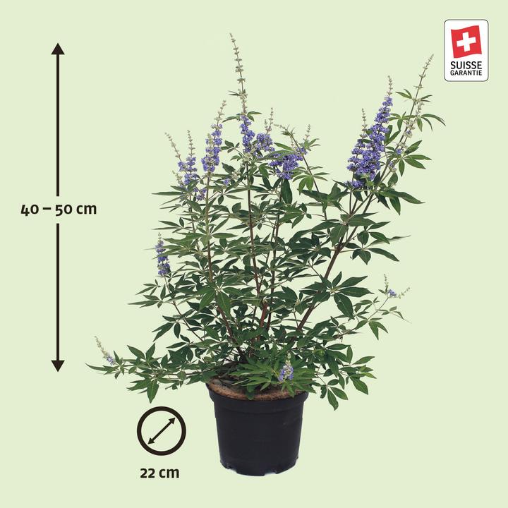 Immagine prodotto Zulauf Mönchspfeffer / Vitex agnus-castus (40 cm)