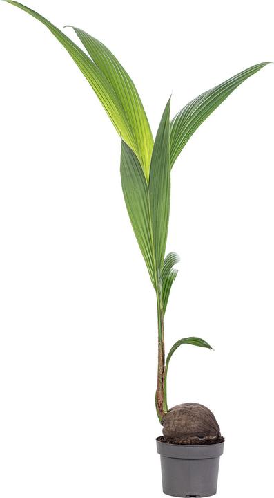 Flowerbox Coconut palm - Cocos nucifera (100 cm)