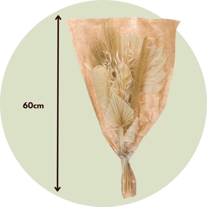 Actual product image Plant in a Box Luffa, Palm Spear, Broom grass, Palm Sun, Oat grass, Cane Cone, Babla - (60 cm)