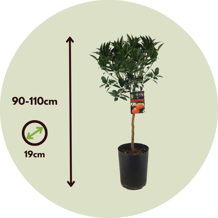 Produktbild Plant in a Box Citrus aurantium Tarocco - (90 cm)