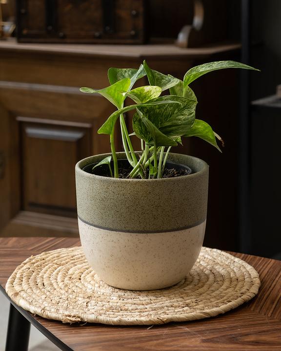 Immagine prodotto feey Efeutute Marble Queen (25 cm, Appena rinvasata)